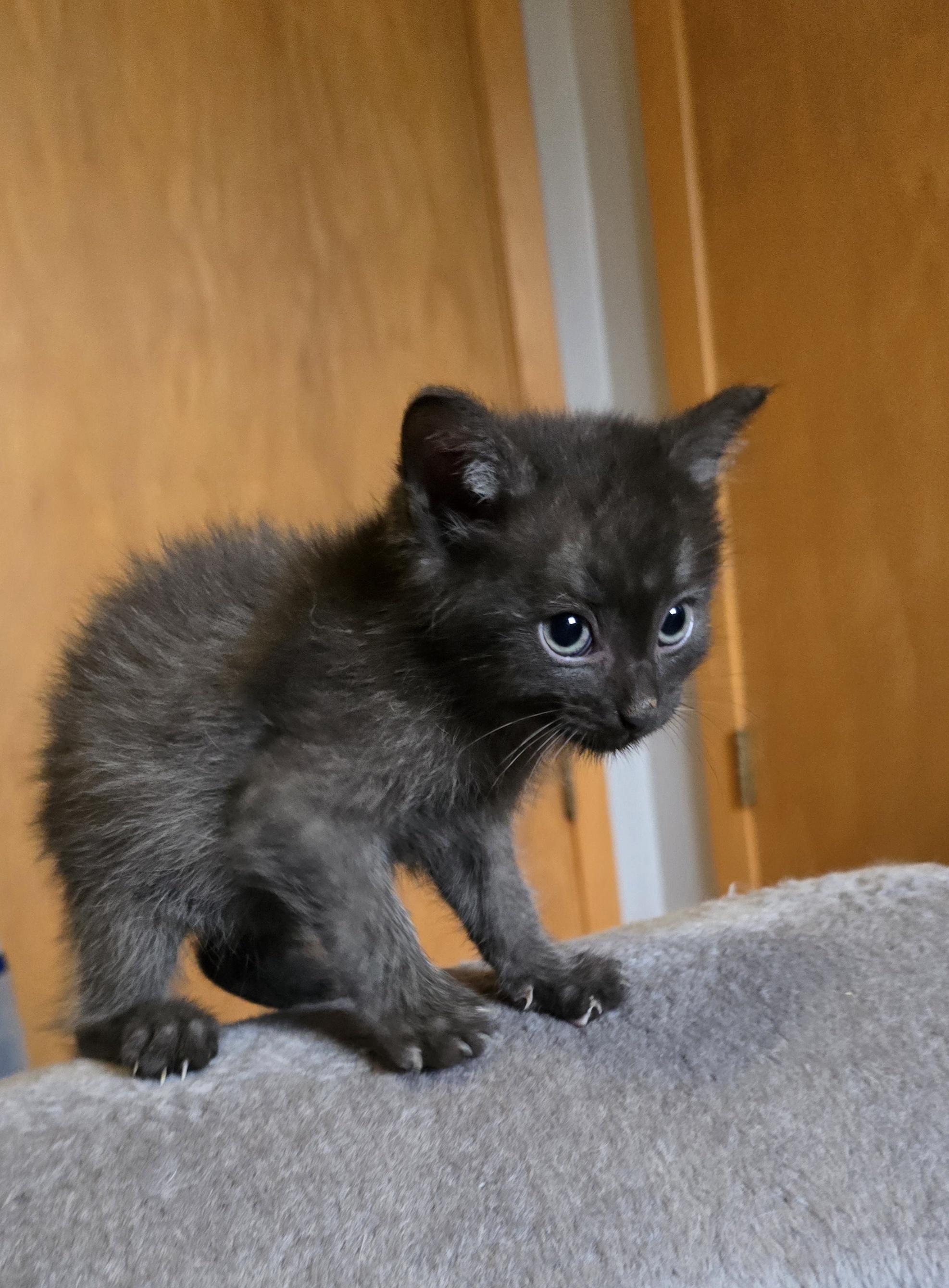 Enlarge Taulouse, a ADOPTABLE mixed breed in Jamestown, ND image 4/6