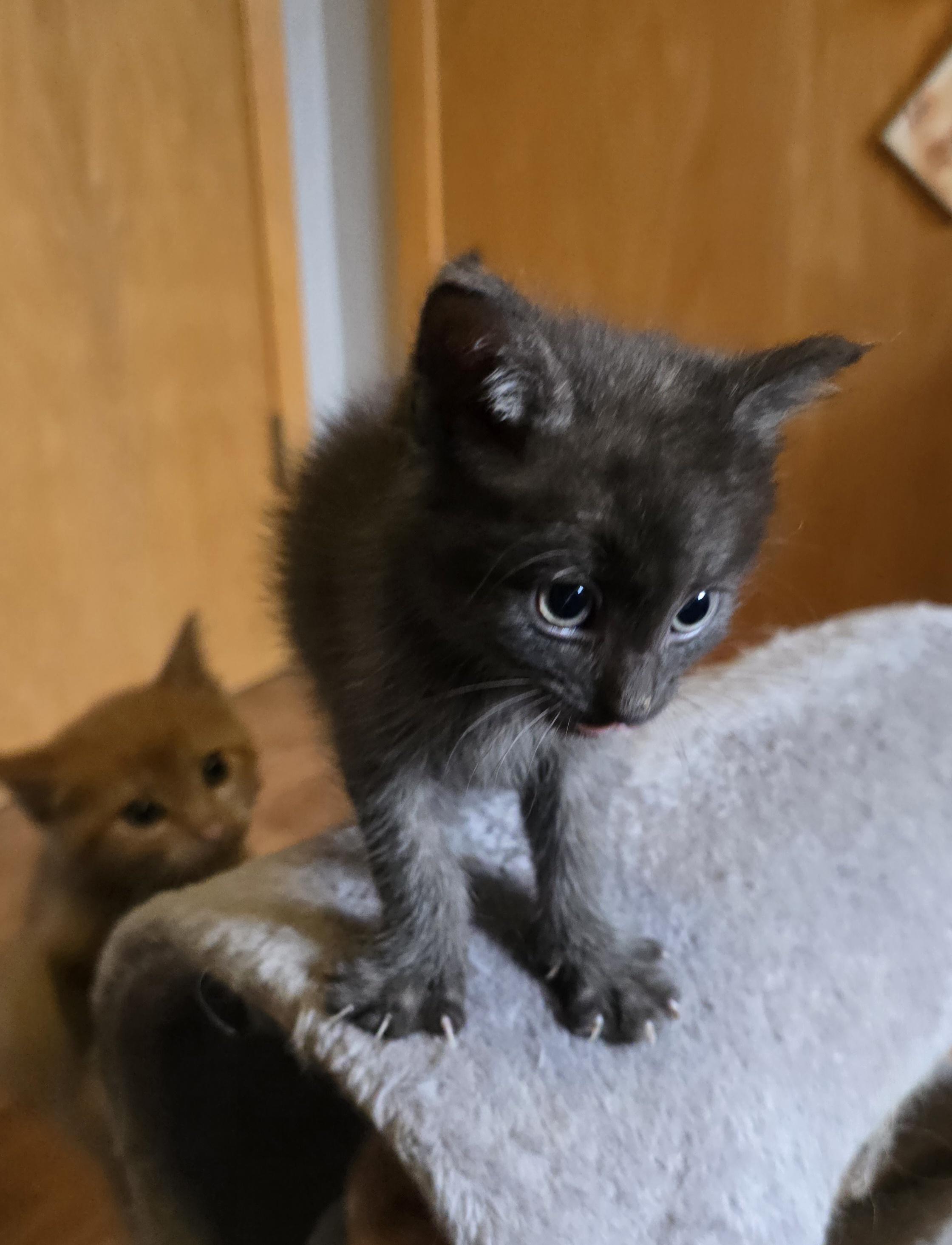 Enlarge Taulouse, a ADOPTABLE mixed breed in Jamestown, ND image 5/6