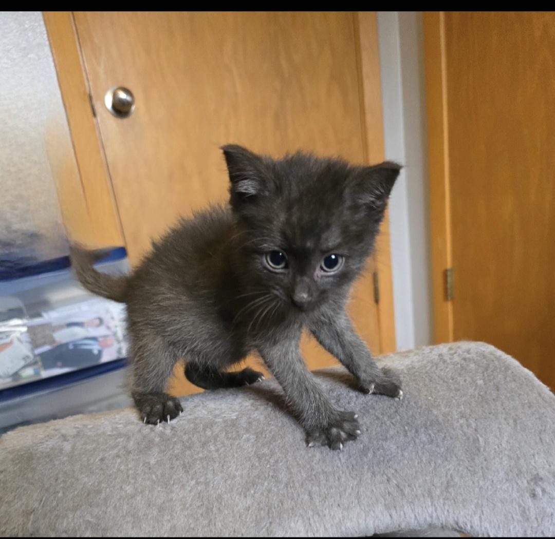 Enlarge Taulouse, a ADOPTABLE mixed breed in Jamestown, ND image 3/6
