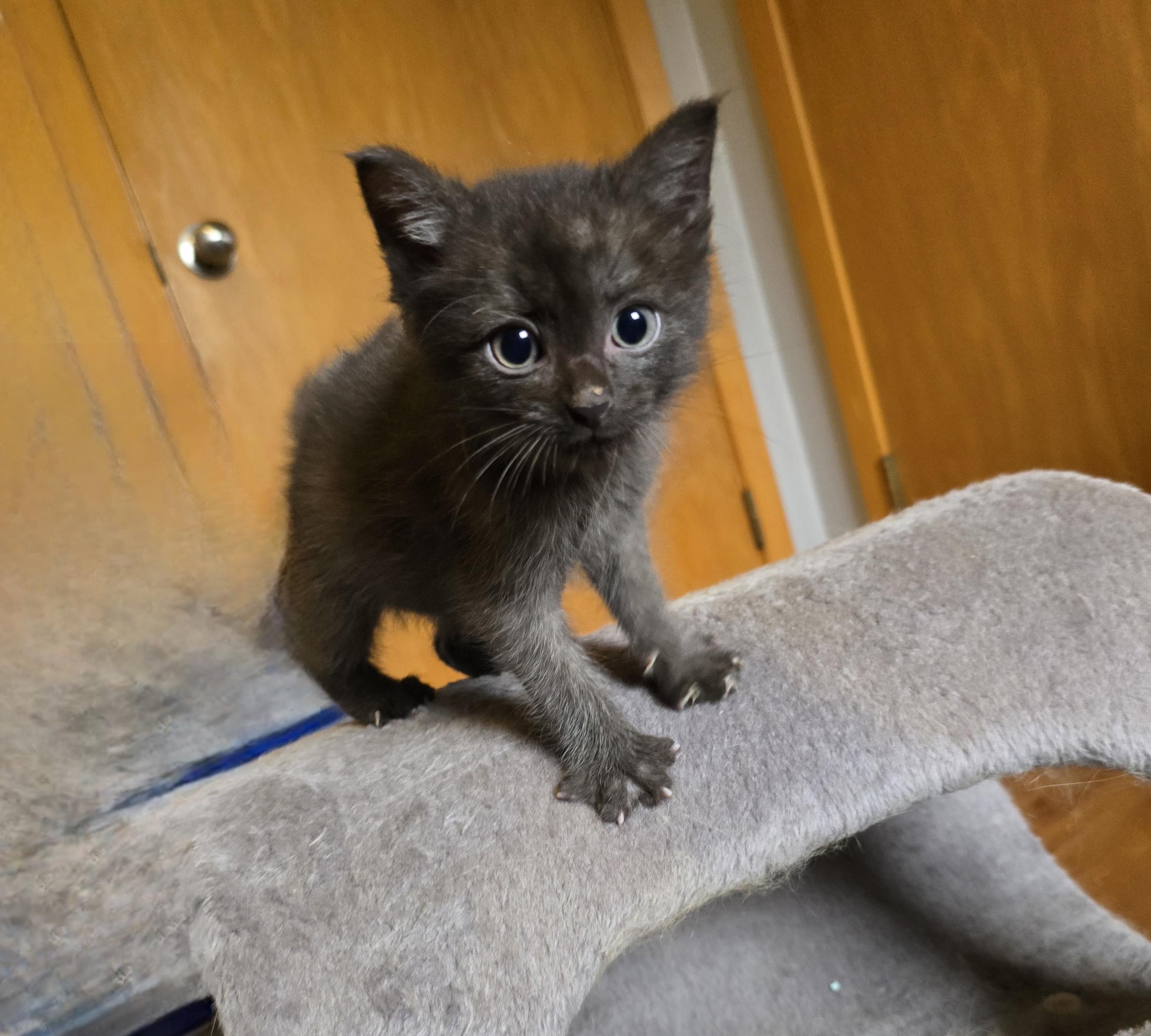 Enlarge Taulouse, a ADOPTABLE mixed breed in Jamestown, ND image 2/6
