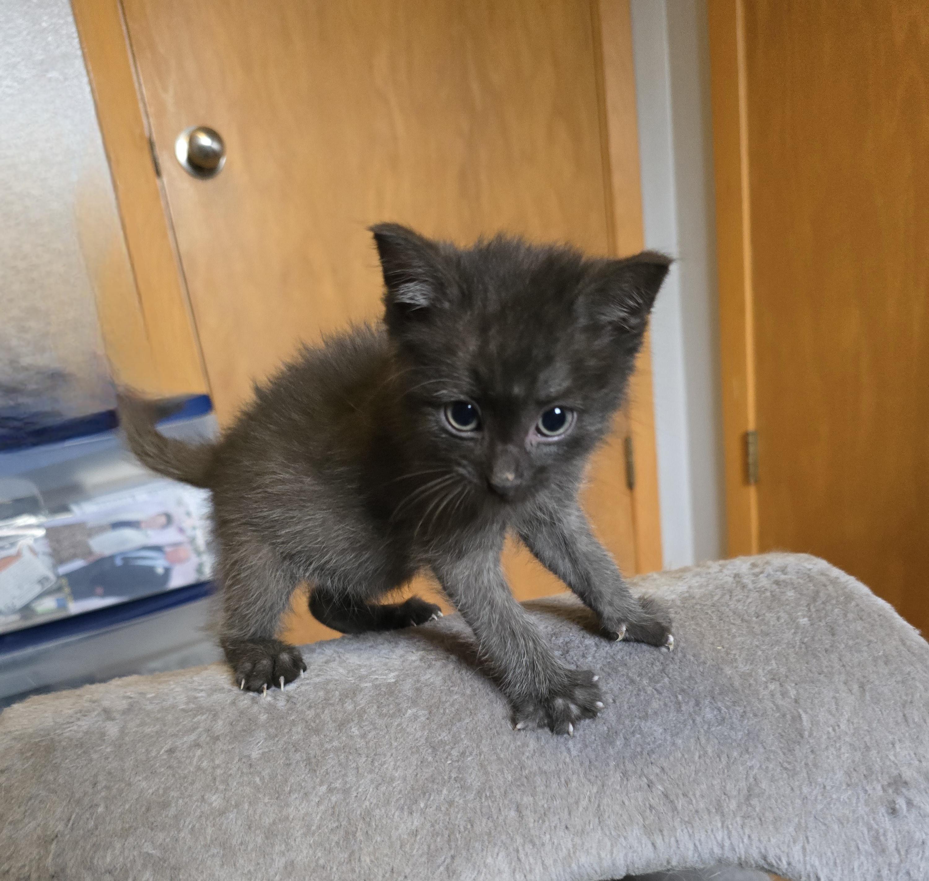 Enlarge Taulouse, a ADOPTABLE mixed breed in Jamestown, ND image 6/6