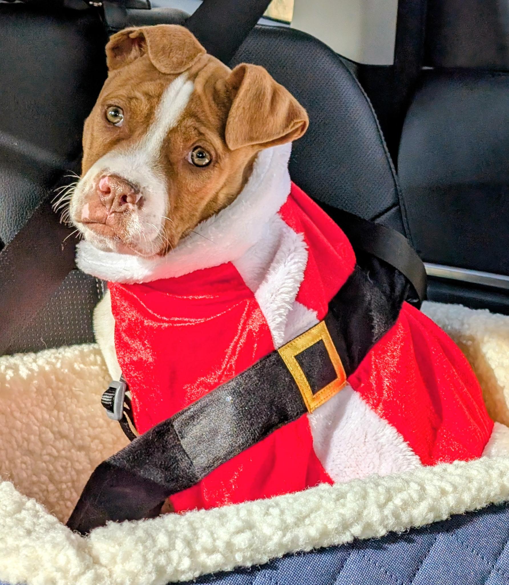 Enlarge Sugar Cookie, a ADOPTABLE mixed breed in Avon, CT image 4/5