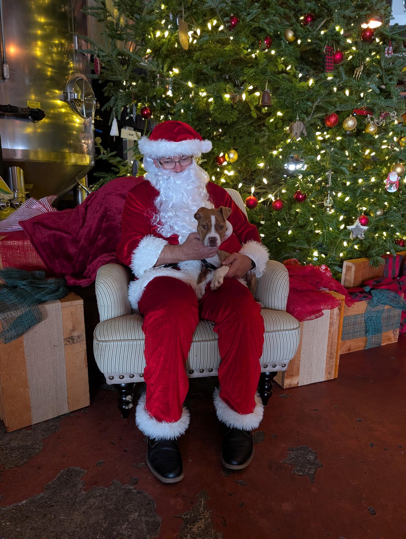 Enlarge Sugar Cookie, a ADOPTABLE mixed breed in Avon, CT image 5/5