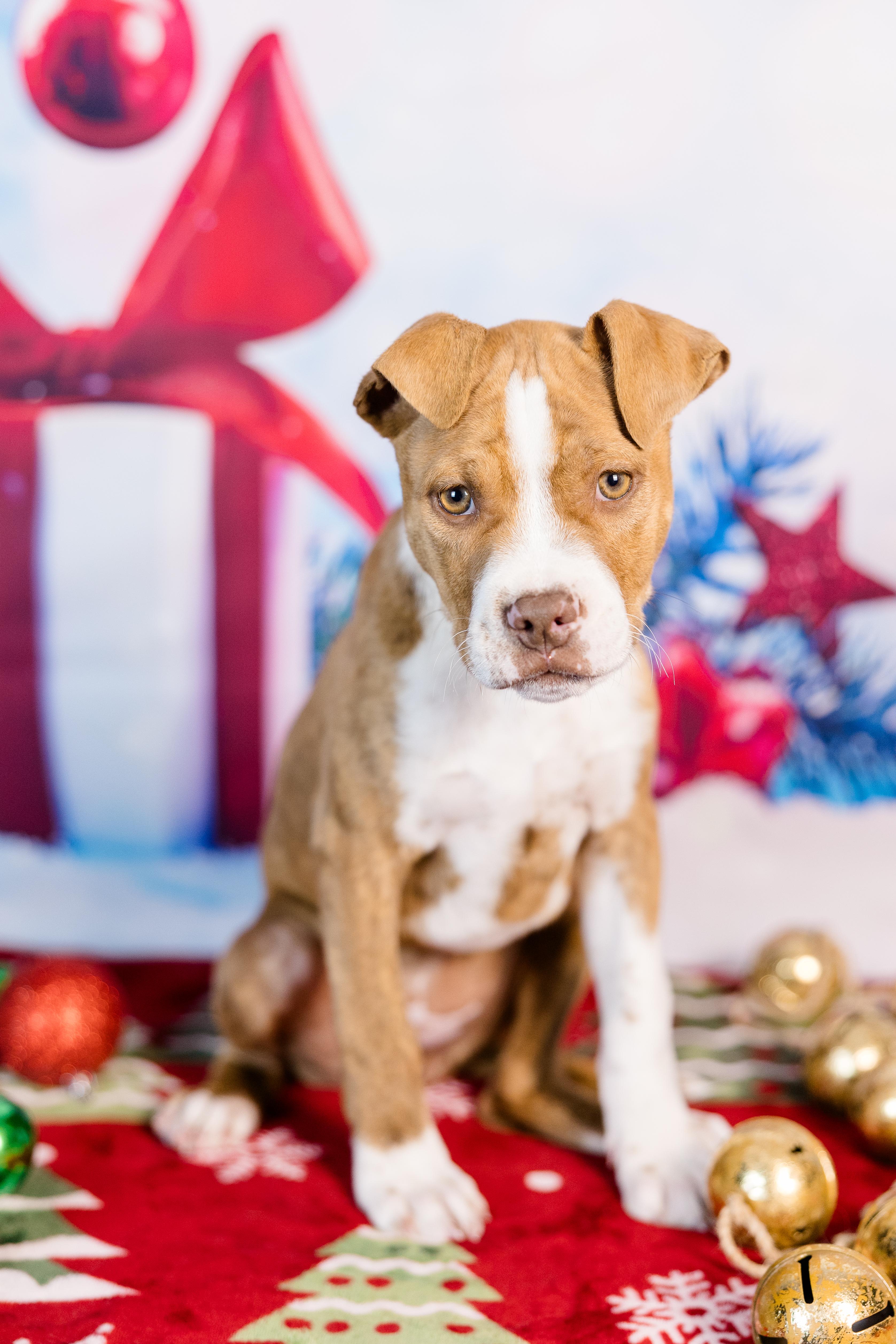 Enlarge Sugar Cookie, a ADOPTABLE mixed breed in Avon, CT image 2/5