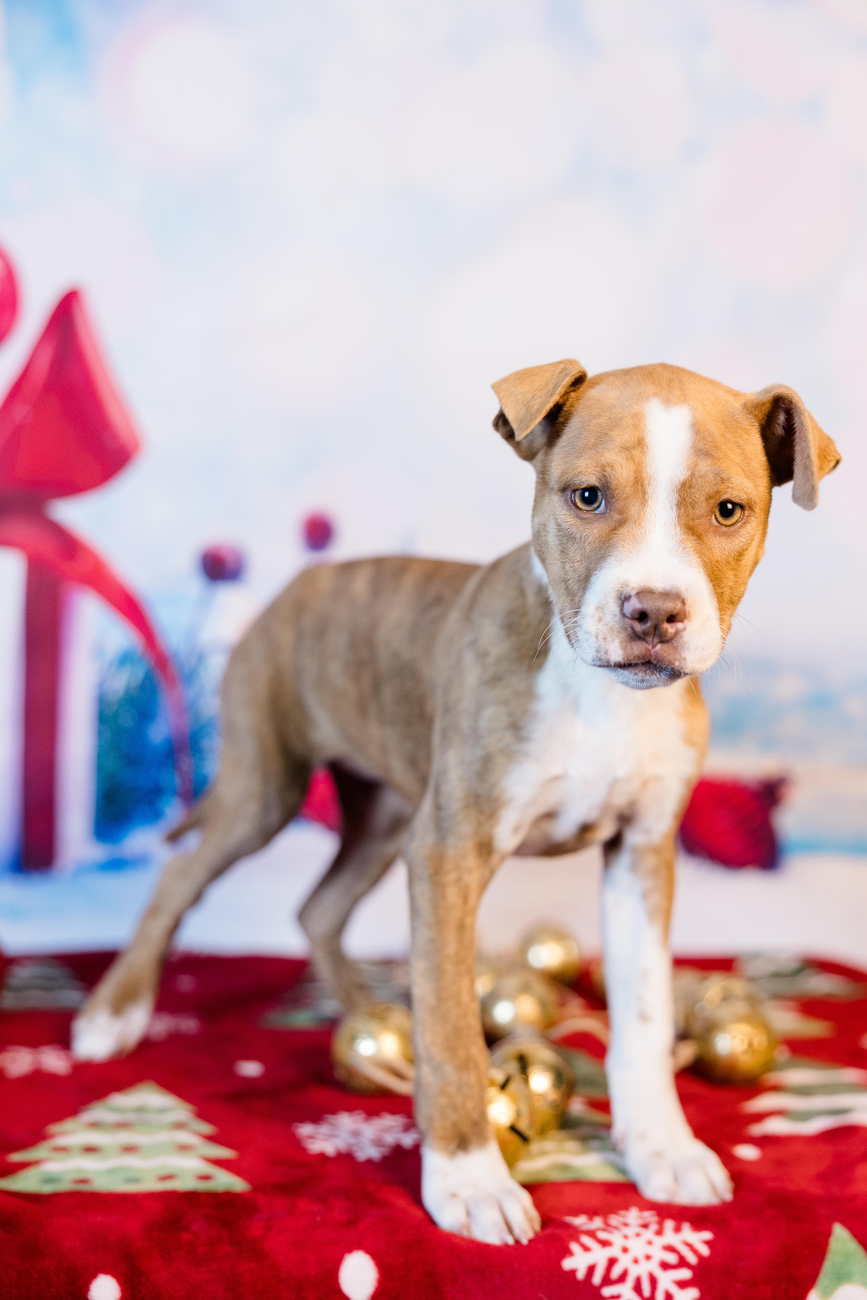 Enlarge Sugar Cookie, a ADOPTABLE mixed breed in Avon, CT image 3/5