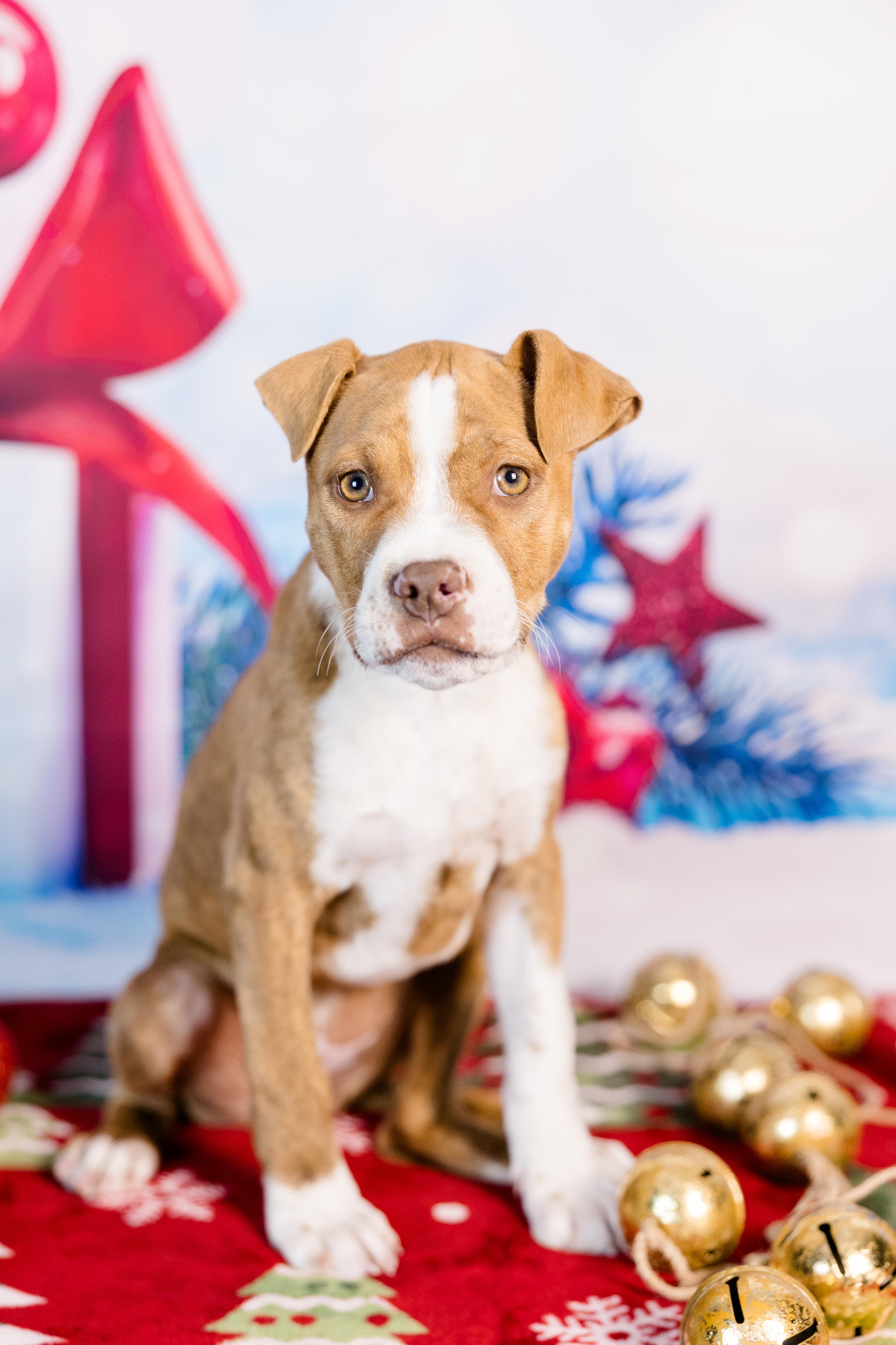 Sugar Cookie, ADOPTABLE, Puppy Female Pit Bull Terrier & American Bulldog.
