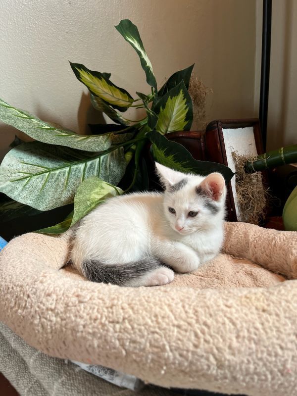 Enlarge Shy , a Adopted mixed breed in Houston, TX image 1/5