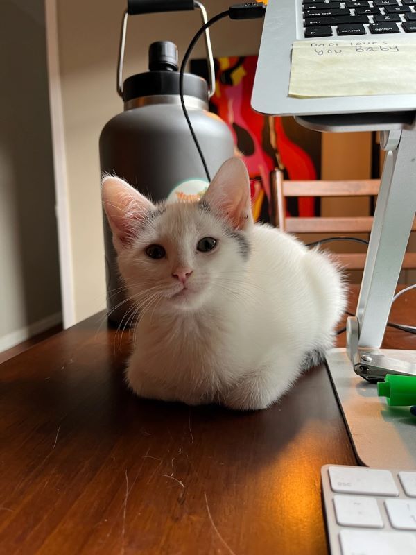 Enlarge Shy , a Adopted mixed breed in Houston, TX image 2/5