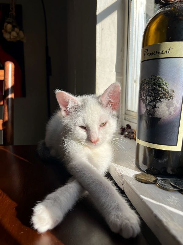 Enlarge Shy , a Adopted mixed breed in Houston, TX image 3/5