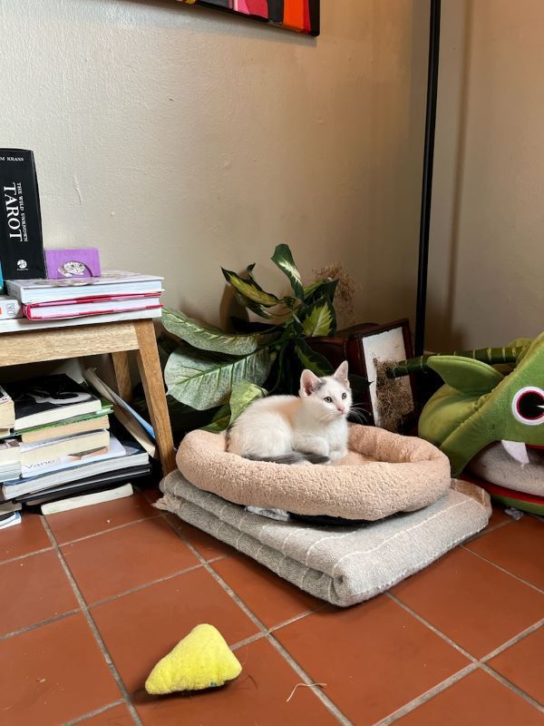 Enlarge Shy , a Adopted mixed breed in Houston, TX image 4/5