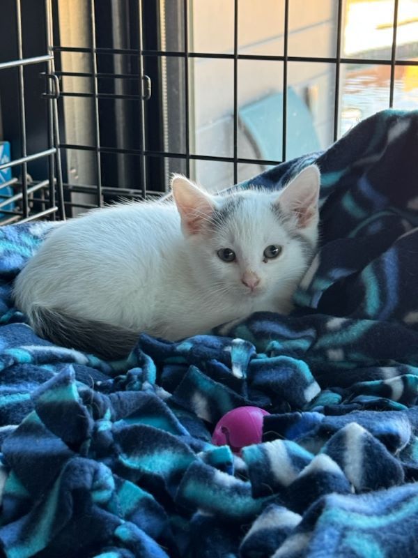 Enlarge Shy , a Adopted mixed breed in Houston, TX image 5/5