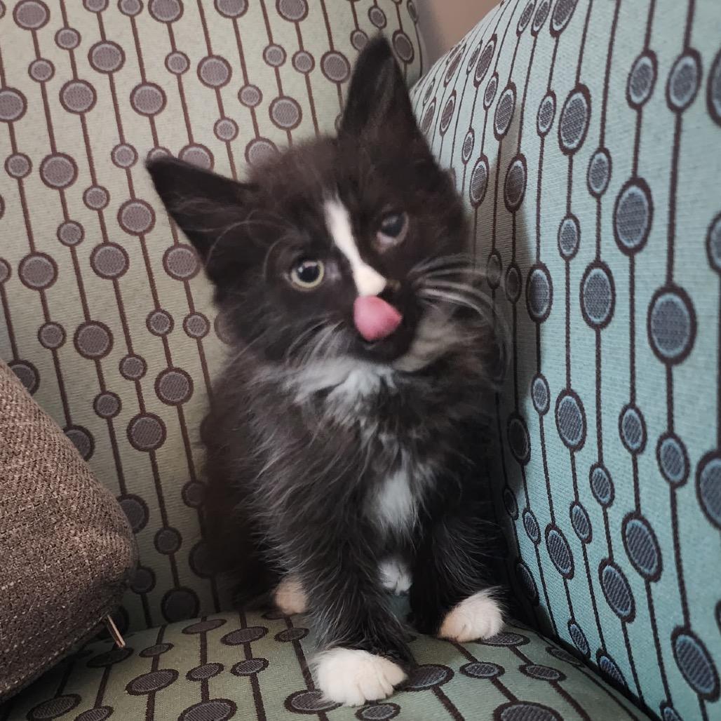 Enlarge Magic Mountain, a Adoptable Domestic Medium Hair in Gloucester, VA image 1/3