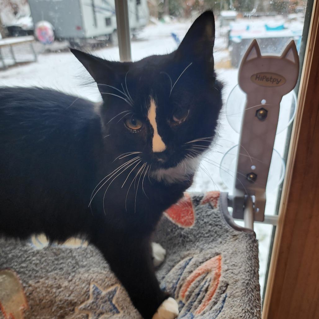 Enlarge Magic Mountain, a Adoptable Domestic Medium Hair in Gloucester, VA image 2/3