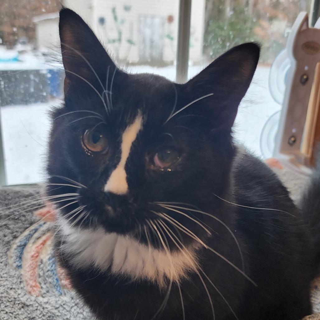 Enlarge Magic Mountain, a Adoptable Domestic Medium Hair in Gloucester, VA image 3/3