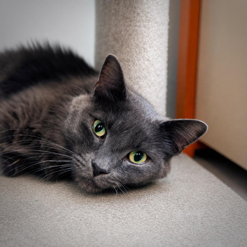 Jake, Adoptable, Adult Male Domestic Long Hair.