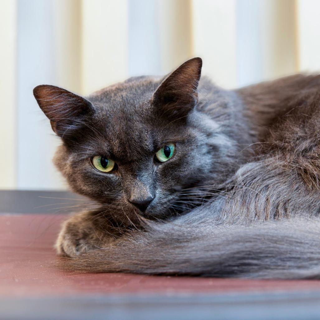 Jake, a Adoptable Domestic Long Hair in Las Vegas, NV image 2/2
