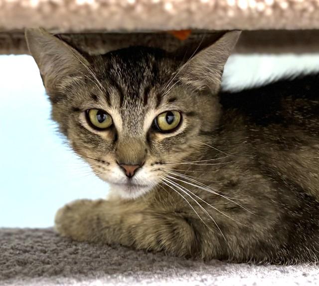 Enlarge TWINKLE TOES, a Adoptable Domestic Short Hair in Dedham, MA image 1/1