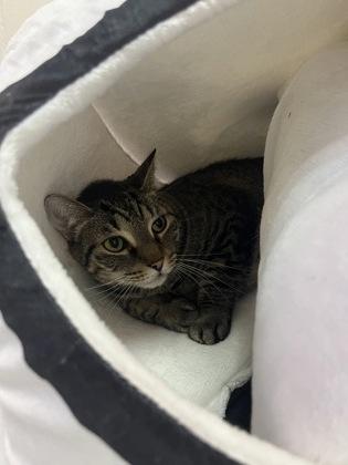 Russell, Adoptable, Adult Male Domestic Short Hair & Domestic Short Hair.