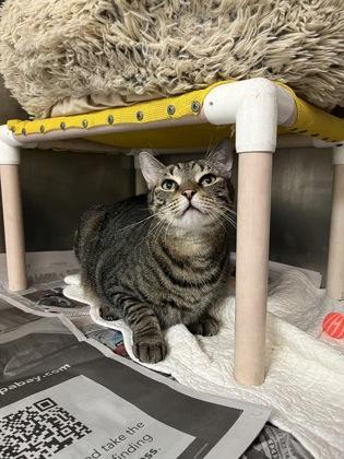Russell, Adoptable, Adult Male Domestic Short Hair & Domestic Short Hair.