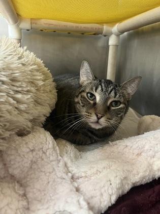 Russell, a Adoptable mixed breed in Largo, FL image 2/3