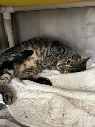 Russell, a Adoptable mixed breed in Largo, FL image 3/3