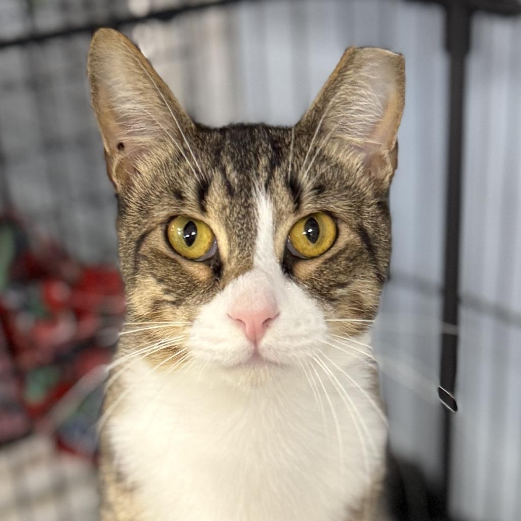 Enlarge Poppy, a Adoptable Domestic Short Hair in Miami, FL image 1/5