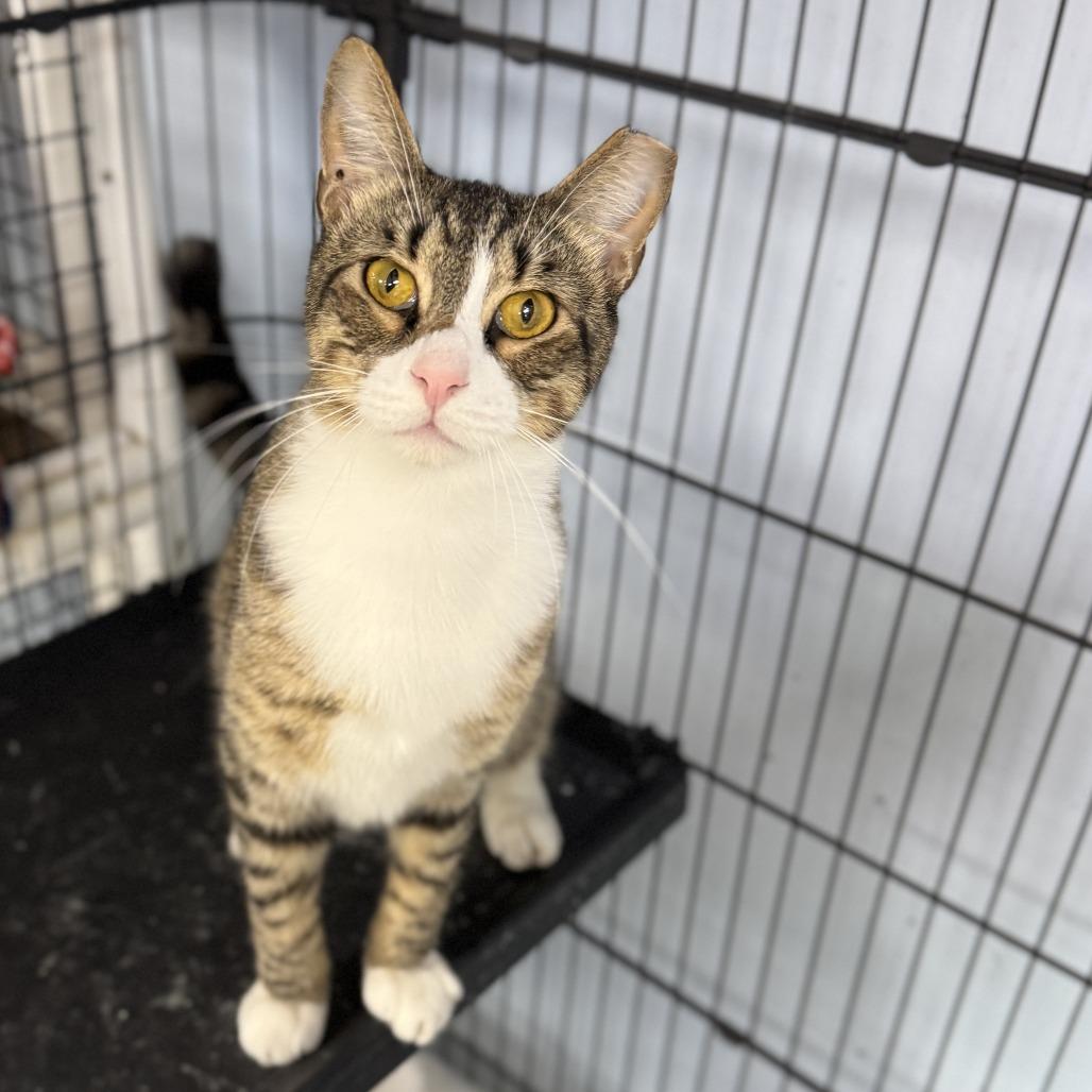 Enlarge Poppy, a Adoptable Domestic Short Hair in Miami, FL image 2/5