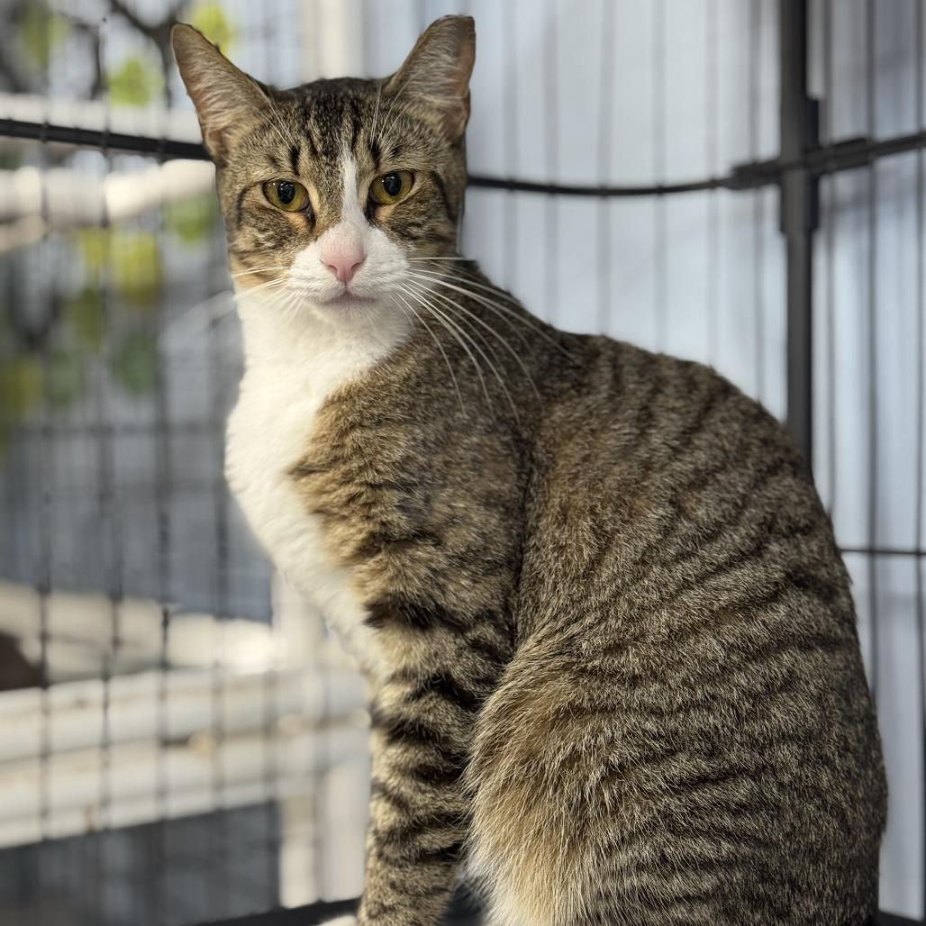Enlarge Poppy, a Adoptable Domestic Short Hair in Miami, FL image 3/5