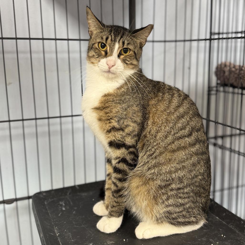 Enlarge Poppy, a Adoptable Domestic Short Hair in Miami, FL image 5/5