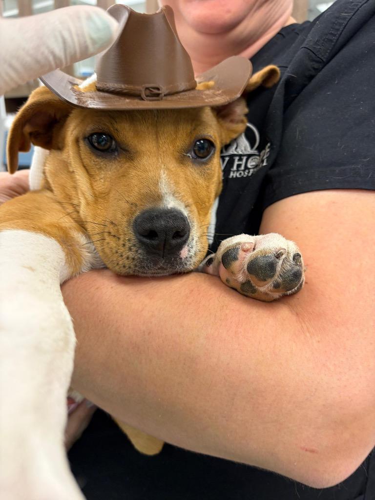 Enlarge Rowan, a Adoptable Pit Bull Terrier in Austin, TX image 1/5