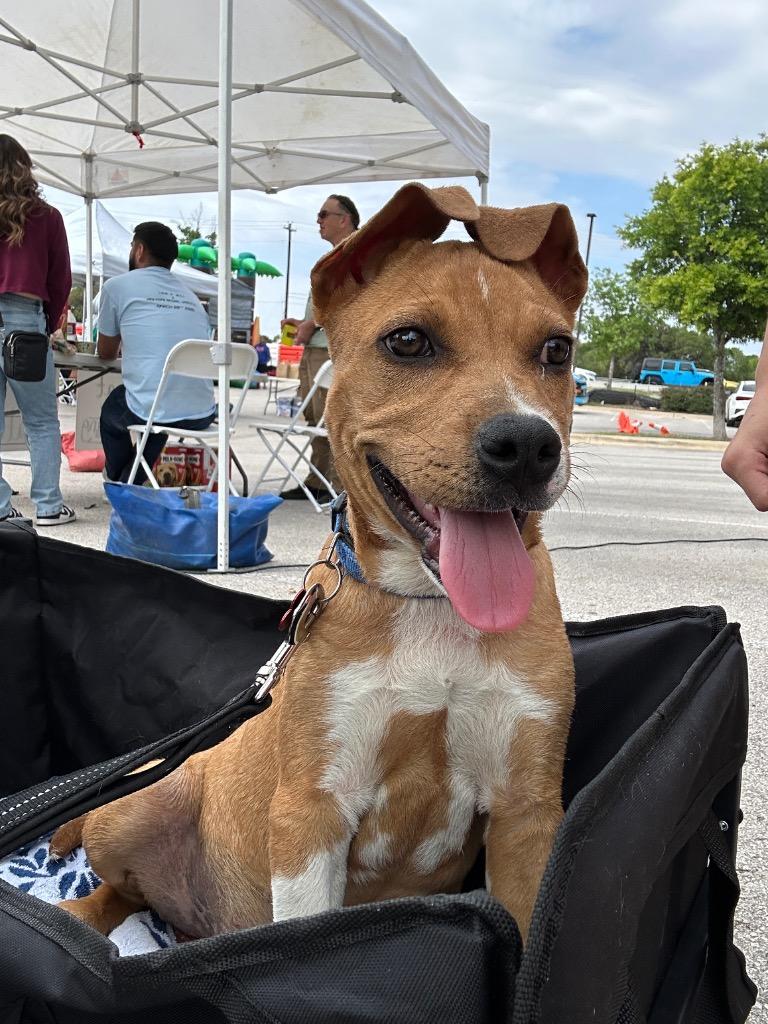 Enlarge Rowan, a Adoptable Pit Bull Terrier in Austin, TX image 2/5