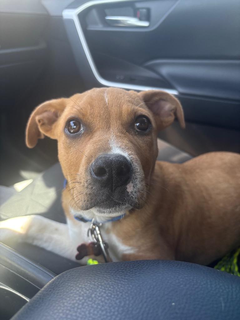 Enlarge Rowan, a Adoptable Pit Bull Terrier in Austin, TX image 3/5