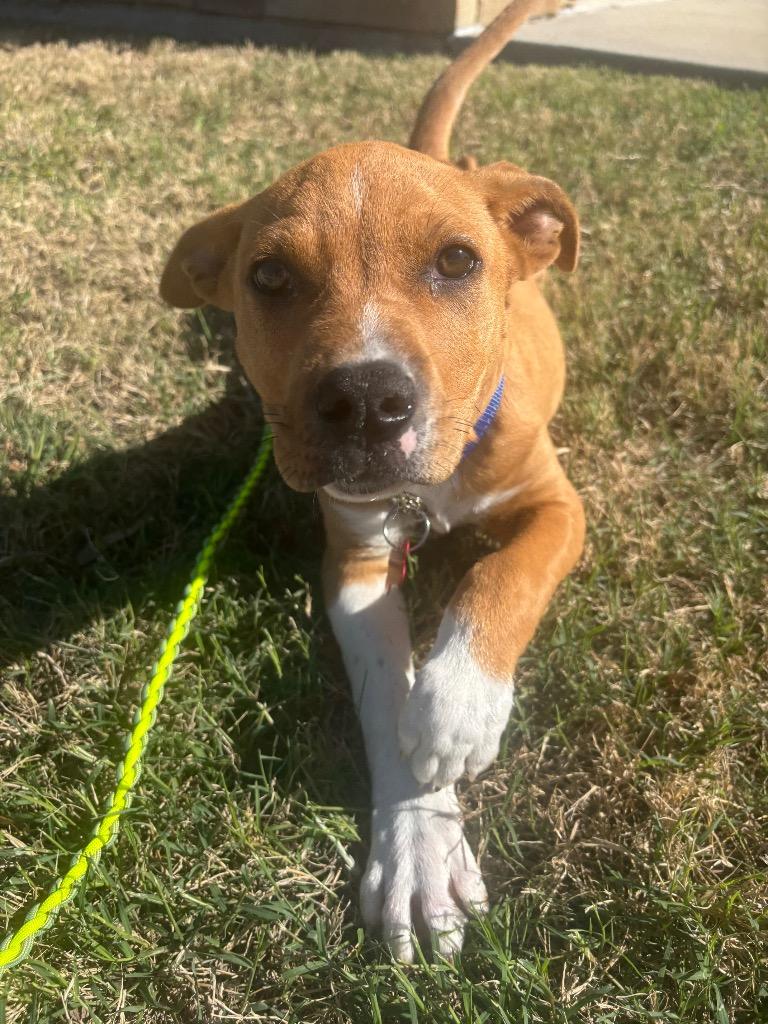 Enlarge Rowan, a Adoptable Pit Bull Terrier in Austin, TX image 4/5