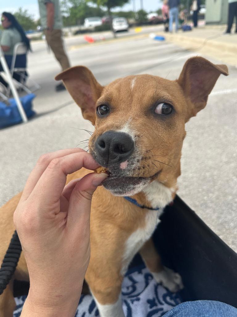 Enlarge Rowan, a Adoptable Pit Bull Terrier in Austin, TX image 5/5