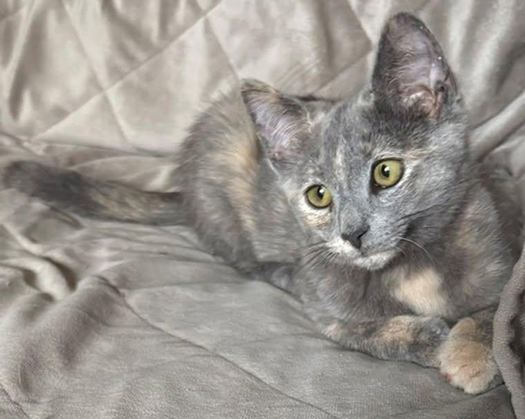 Addison, a ADOPTABLE Domestic Short Hair in Morgantown, WV image 4/4