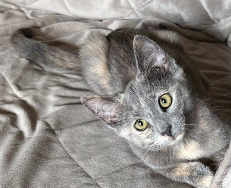 Addison, a ADOPTABLE Domestic Short Hair in Morgantown, WV image 2/4