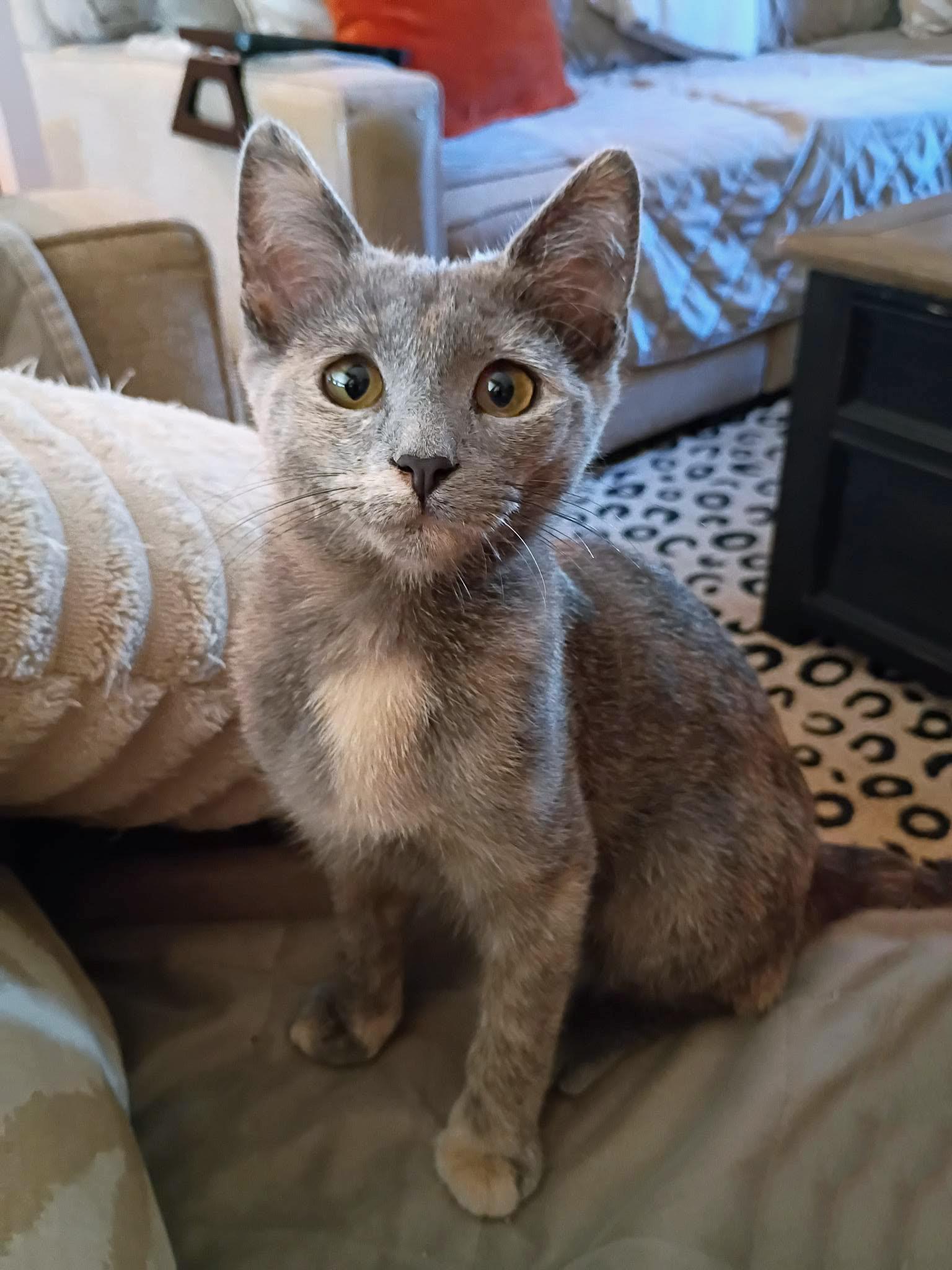 Addison, a ADOPTABLE Domestic Short Hair in Morgantown, WV image 3/4
