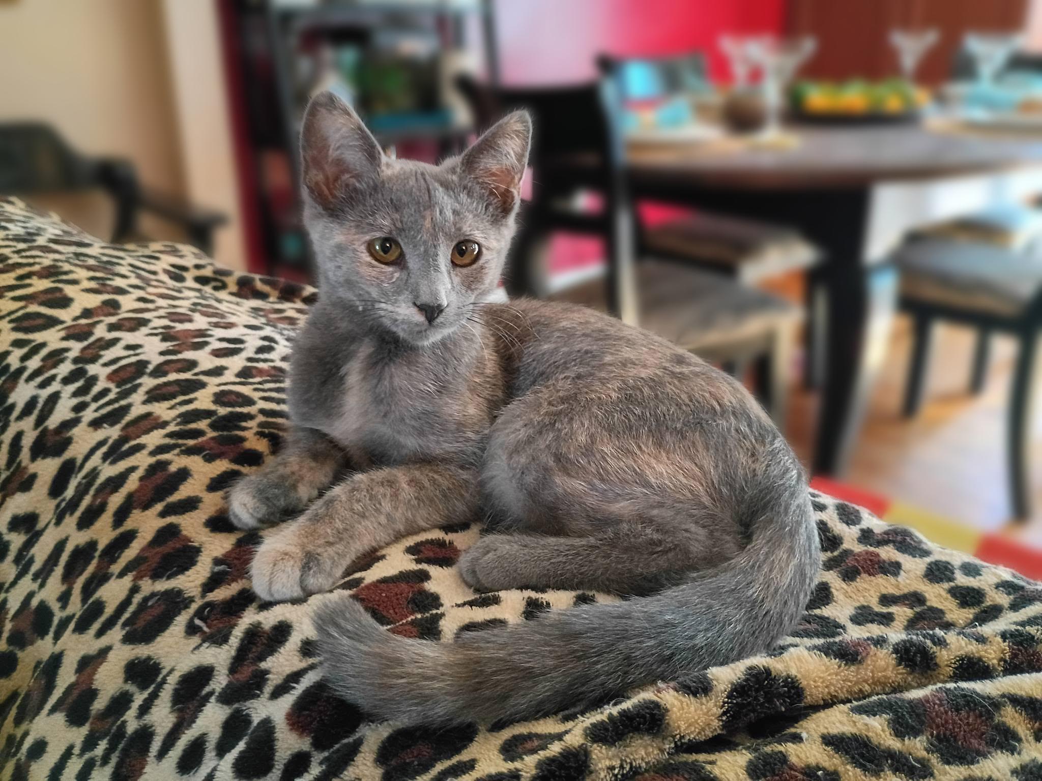 Addison, a ADOPTABLE Domestic Short Hair in Morgantown, WV image 1/4