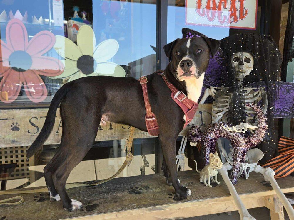 Enlarge Brent, a Adoptable mixed breed in Acworth, GA image 1/6