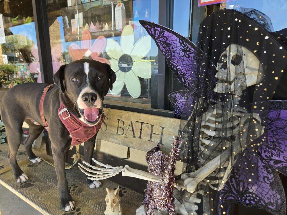 Enlarge Brent, a Adoptable mixed breed in Acworth, GA image 2/6