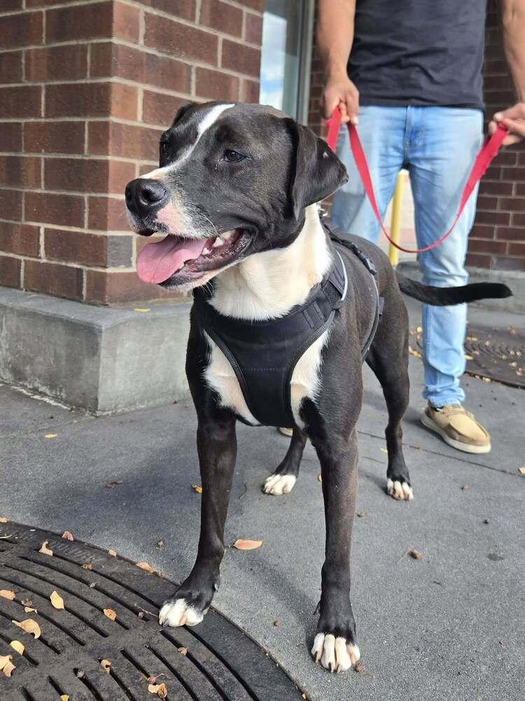 Enlarge Brent, a Adoptable mixed breed in Acworth, GA image 3/6