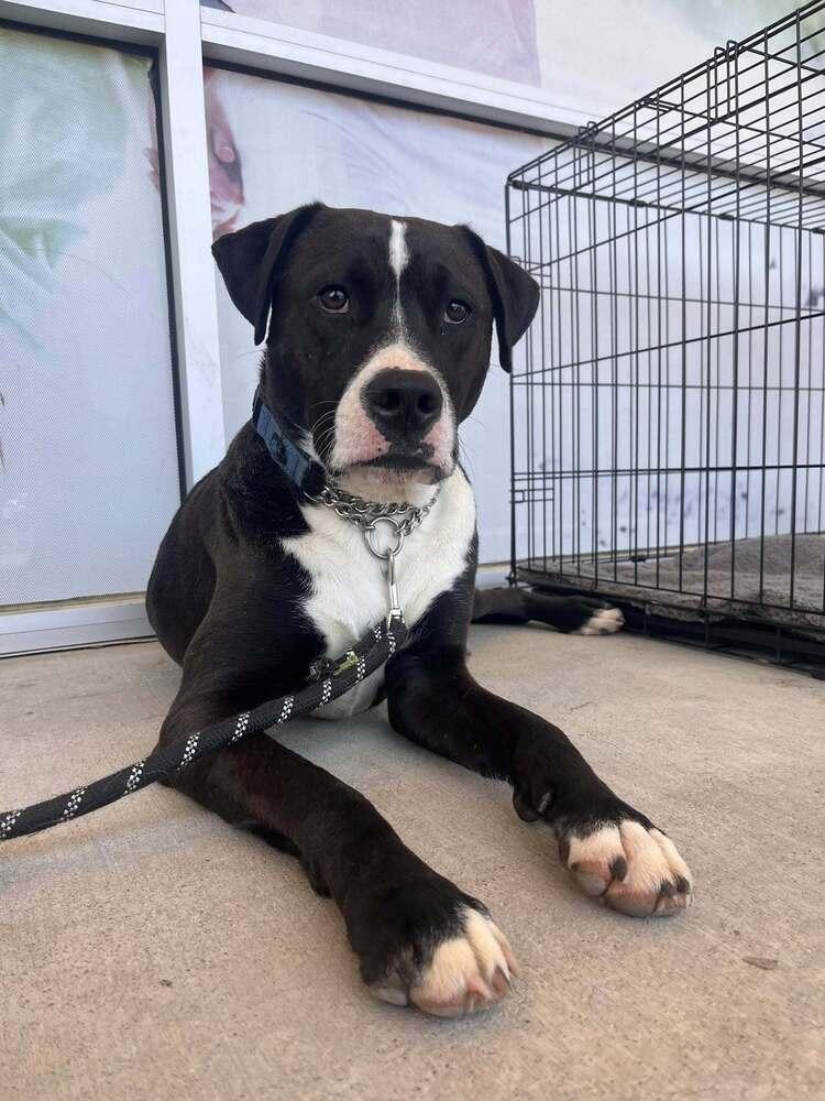 Enlarge Brent, a Adoptable mixed breed in Acworth, GA image 4/6