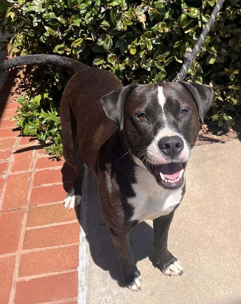 Enlarge Brent, a Adoptable mixed breed in Acworth, GA image 5/6