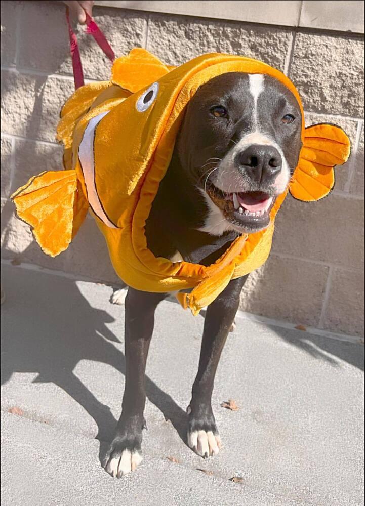 Enlarge Brent, a Adoptable mixed breed in Acworth, GA image 6/6
