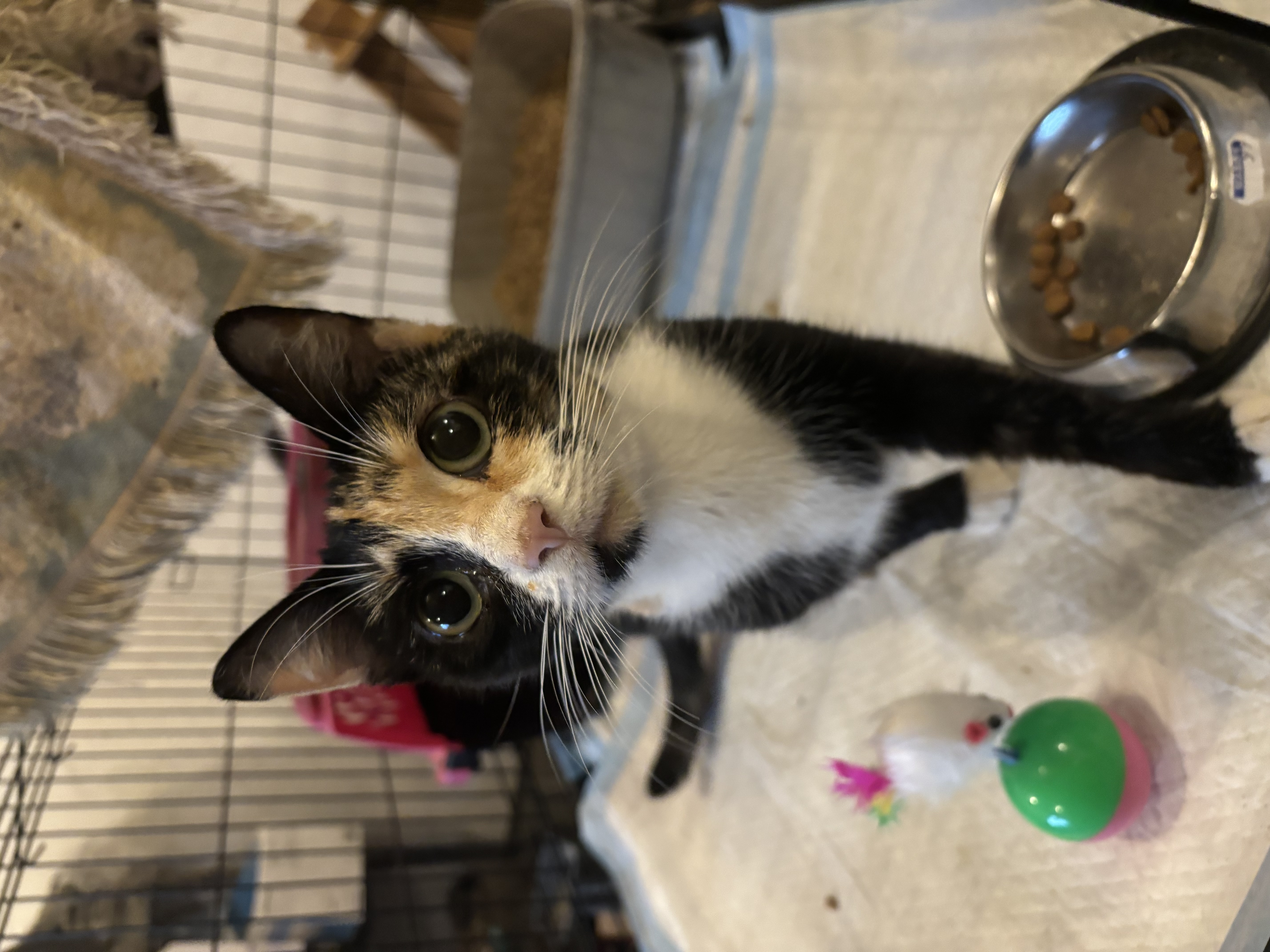 Autumn, Adopted, Adult Female Domestic Short Hair.