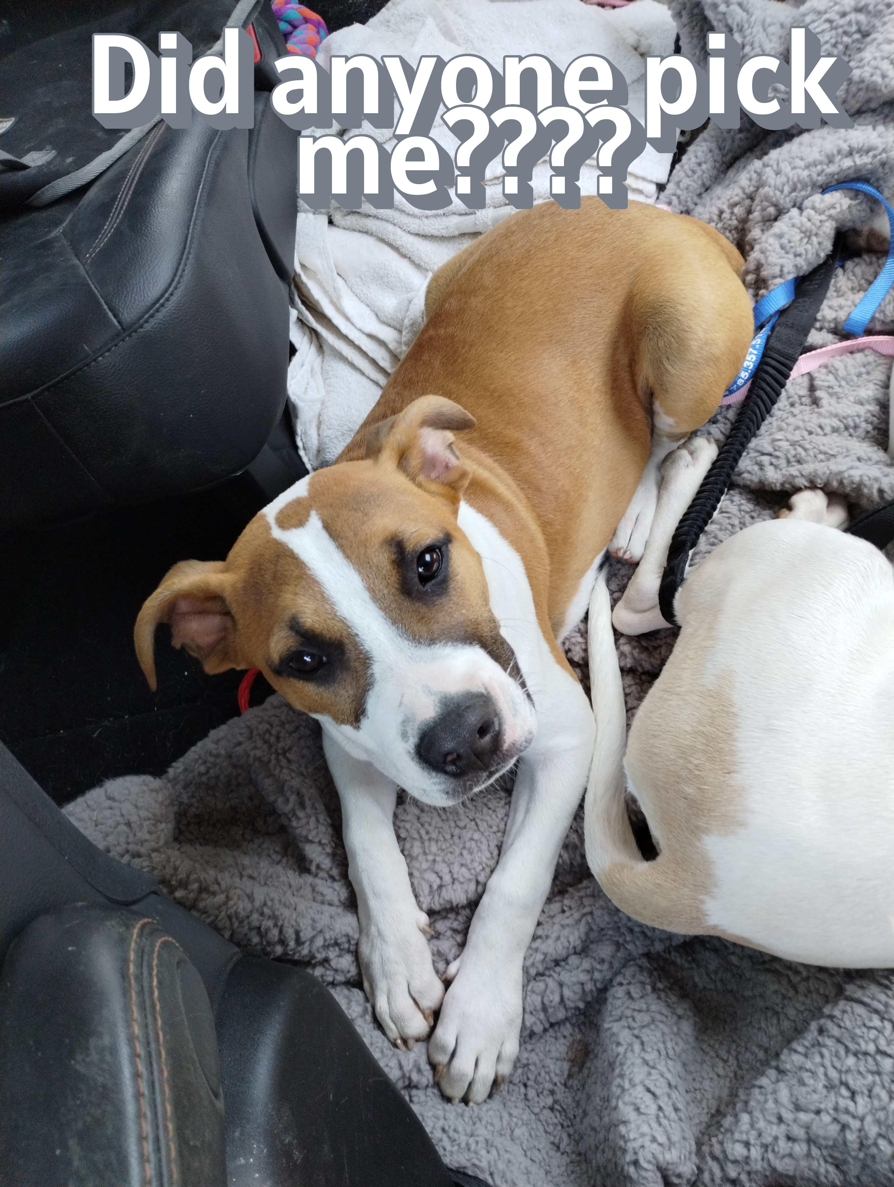Quigley, ADOPTABLE, Young Male Boxer & Pit Bull Terrier.
