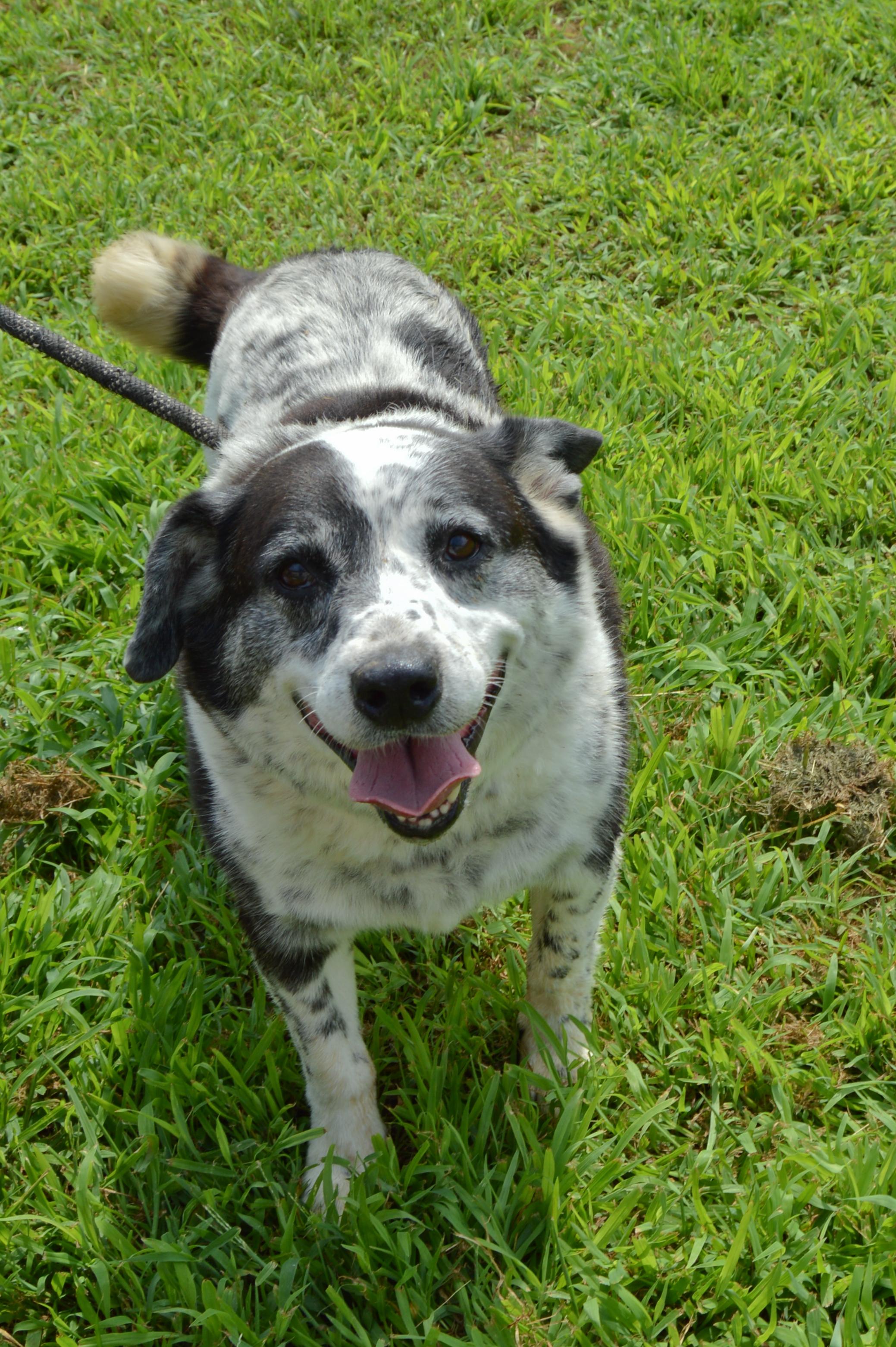 Junior, an adoptable Australian Cattle Dog / Blue Heeler, Beagle in McKenzie, TN, 38201 | Photo Image 1