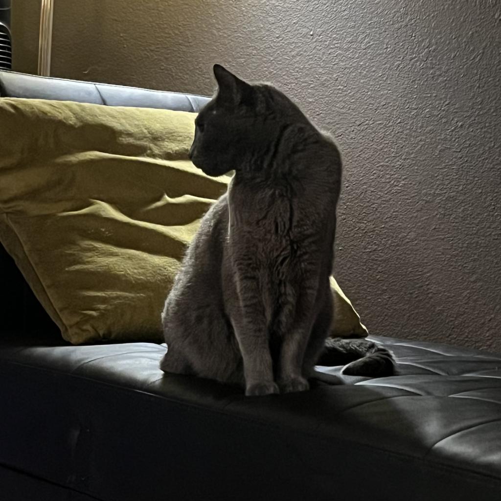 Enlarge Wutang, a Adoptable Domestic Short Hair in Los Angeles, CA image 1/6