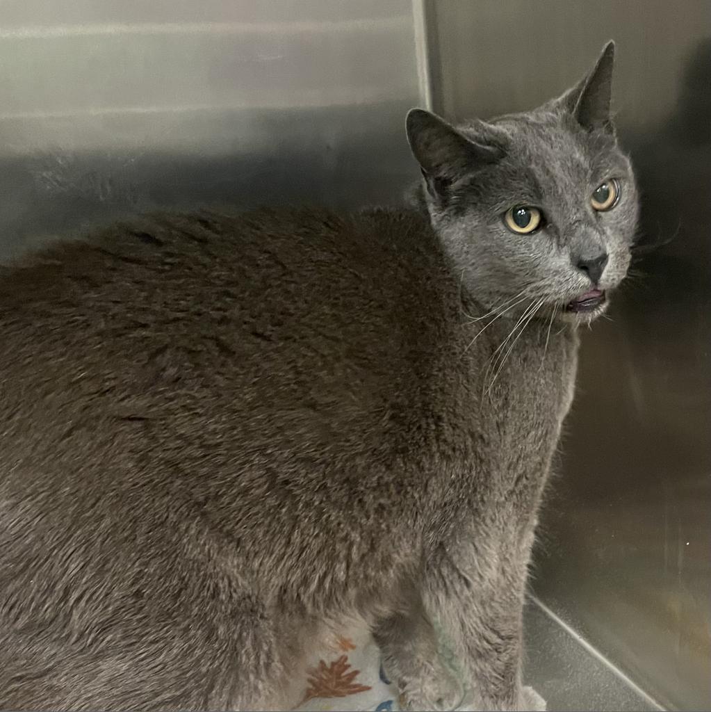 Enlarge Wutang, a Adoptable Domestic Short Hair in Los Angeles, CA image 3/6