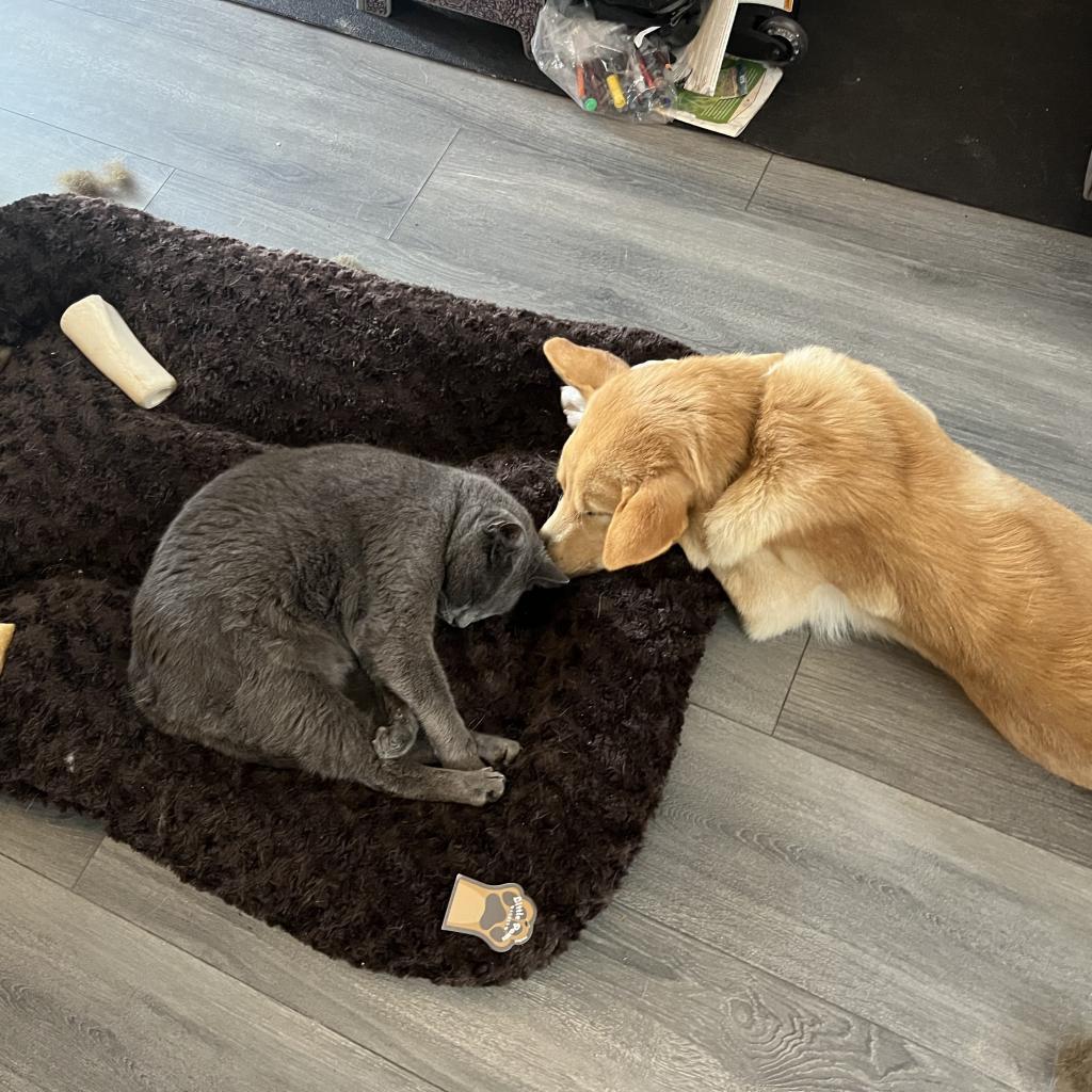 Enlarge Wutang, a Adoptable Domestic Short Hair in Los Angeles, CA image 4/6